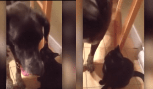 YouTube: tierno gatito reacciona de peculiar forma al ver a un perro luego semanas [VIDEO] 