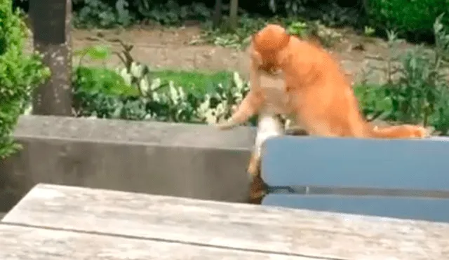 Facebook: gato defiende a su amigo perro del feroz ataque de otro minino [VIDEO]