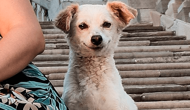 Facebook: Este perro callejero se robó el show en una sesión fotográfica familiar [FOTOS] 