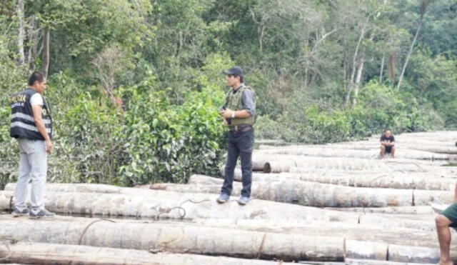 Piden apoyo para trasladar más de mil trozas de madera inmovilizadas en Ucayali