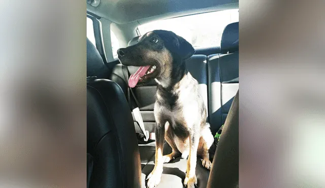 Desliza para ver el aspecto actual de este perro que se volvió 'famoso' en Facebook. Foto: Captura.