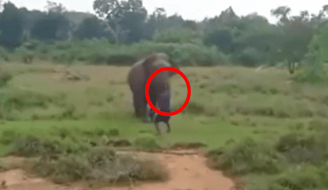 Hombre muere aplastado por elefante porque quería hipnotizarlo [VIDEO]