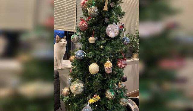 Desliza las imágenes para ver la reacción de un gato cuando su dueño lo encontró frente al árbol navideño. Foto: Twitter