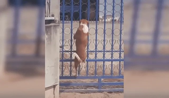 Vía Facebook, se hizo viral la divertida escena que protagonizó un astuto can para salir a la calle pese a estar encerrado