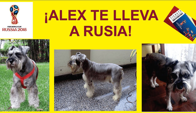 Facebook Viral: Mujer ofrece viaje a Rusia si encuentras a su perrito "Alex"