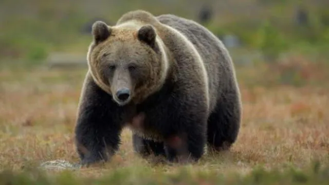 Tremendo e impactante es el video que muestra el momento en que un oso ataca a su domador, en un circo ruso. Foto: Difusión.