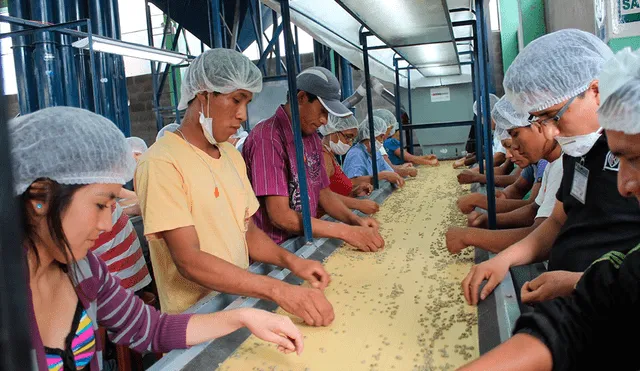 Región San Martín: Minagri invierte en organizaciones agrarias de café y arroz