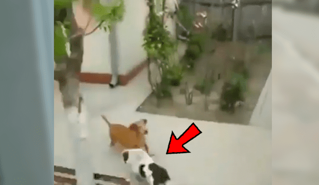 En Facebook, un joven captó el preciso instante que su perro se apoya en la pared para lograr entrar a la casa de su vecino.