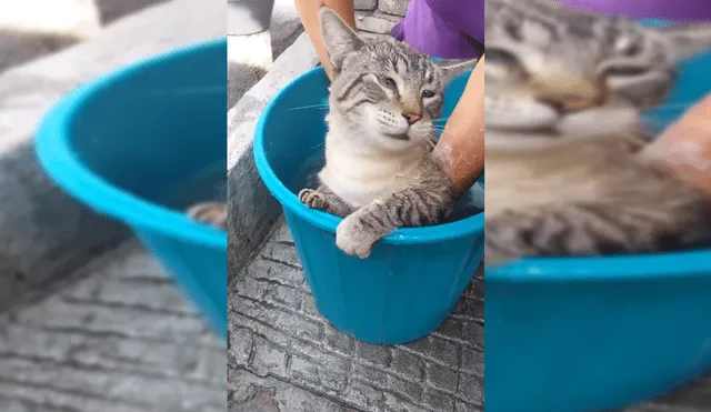 Facebook Viral: Gato "habló" y pidió a su dueño que no lo bañen [VIDEO]