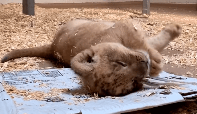 En YouTube, el enorme león tuvo un amoroso encuentro con su cría que fue grabado por sus cuidadores.