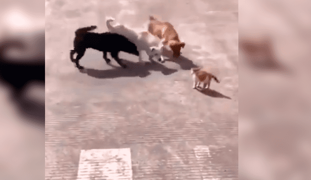 Video es viral en Facebook. Los perros se acercaron al pequeño felino para atacarlo y este los sorprendió con una insólita conducta