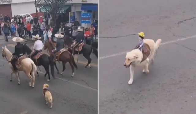 Miles de usuarios han quedado cautivados con el video viral. Foto: composición LR/Instagram/@igpetslandia