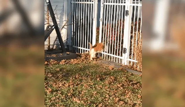 En Facebook, un gato deseaba salir de su hogar para visitar a sus amigos sin imaginar que su peso se lo impediría.