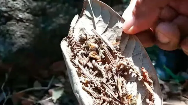 Uso de plaguicida en cultivos de agricultores de Cusco causaron muerte masiva de abejas. Créditos: Captura.