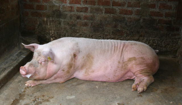 México: Cerdo se defiende, muerde y mata a su dueño en estado de ebriedad