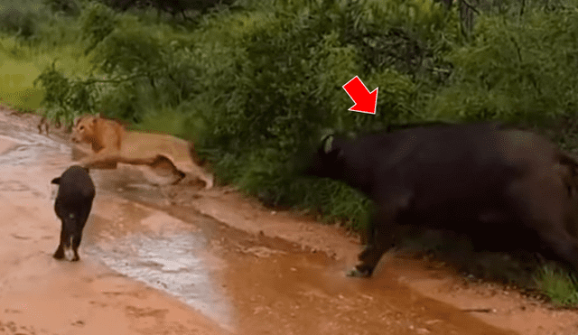 Búfalo bebé es rescatado por su madre luego de que un feroz león intentara devorarlo [VIDEO] 
