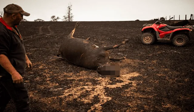 Granjero sacrifica a 20 vacas heridas durante incendio forestal [VIDEO]