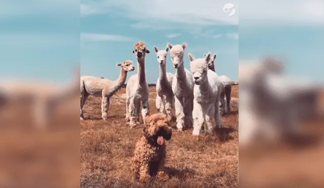 En Facebook, unas alpacas intentaron acercarse a un perro y al conocer su identidad tuvieron una curiosa reacción.