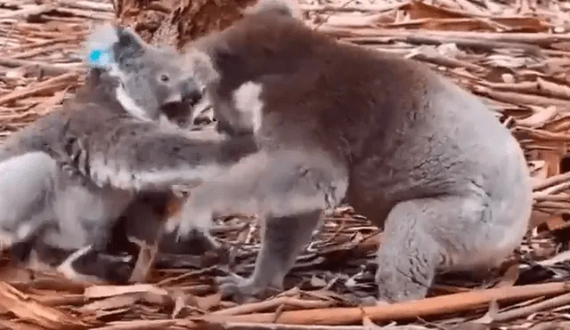 La guía turística que filmó el momento, quedó sorprendida al ver al macho intentando copular cuando no era la temporada de apareamiento. Foto: captura