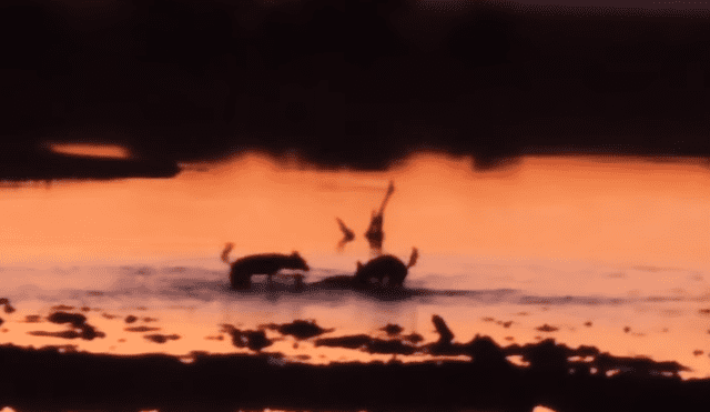 Brutal 'asesinato' de perros salvajes a indefensa impala.