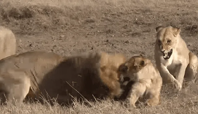 YouTube viral: León ‘macho alfa’ destruye columna de aprendiz que intentó quitarse su presa [VIDEO] 