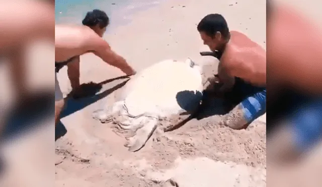 Vía Facebook: hombres salvan de morir enterrada a tortuga gigante en playa [VIDEO]
