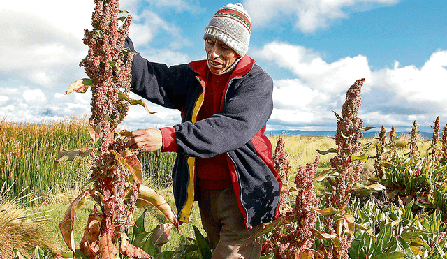 Perú mantiene el liderato mundial en producción y exportación de quinua