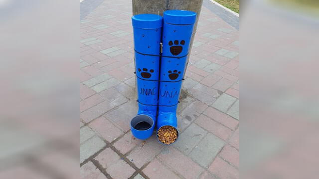 Conoce la historia de los estudiantes que instalaron contenedores de alimentos para perros callejeros