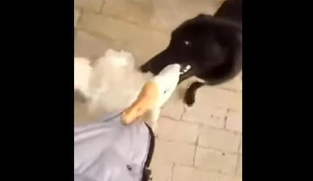 YouTube: Valiente perro se enfrenta a un ganso para defender a su dueño