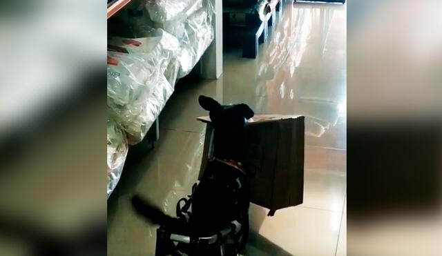 Desliza las imágenes para ver la tierna reacción de un perro con discapacidad al visitar una tienda junto a su dueño. Foto: captura de YouTube