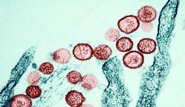 Partículas de hantavirus vistas por un microscopio.