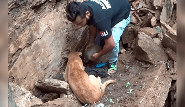 Madre de los cachorros hizo lo imposible para sacar a sus críos que habían quedado enterrados en un profundo hoyo.