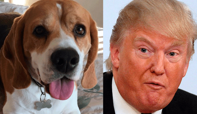 En Twitter, sorpresa por el parecido entre la oreja de un perro y el rostro de Donald Trump [FOTO]