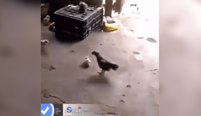 Facebook viral: gallo bravucón recibe fuerte 'golpiza' de estos pollitos [VIDEO]