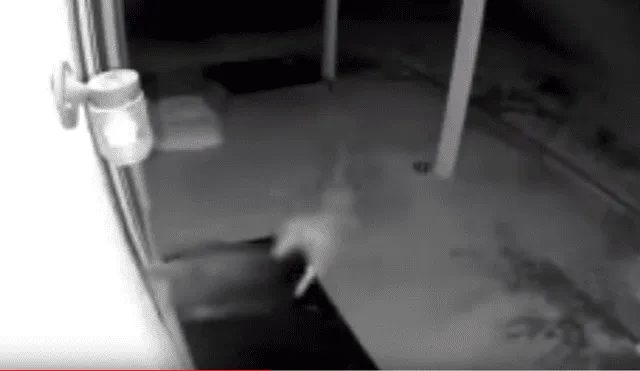Video es viral en YouTube. La mujer encontró a su perro con un chinchón en la cabeza y cuando revisó el video de vigilancia descubrió al ‘culpable’. Foto: Captura.