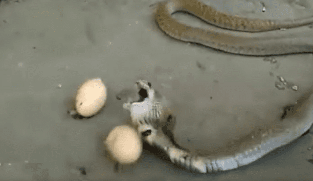 Youtube: el inesperado final de una cobra que se tragó tres huevos gigantes