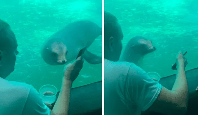 YouTube viral: león marino ve fotos del Océano Atlántico y tiene emotiva reacción que conmueve a miles