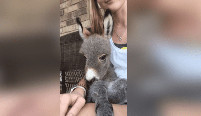 Facebook: burro fue abandonado por su madre, pero chica ocupa ese lugar y lo llena de mimos [VIDEO] 