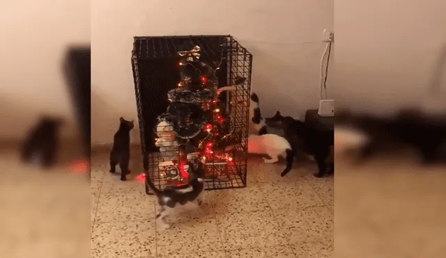 En Facebook, una joven colocó los adornos de Navidad y tuvo una ingeniosa idea para impedir que sus gatos se acerquen.