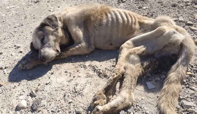 Perro callejero fue rescatado por La organización Huellas Salvadas de Elche en España.