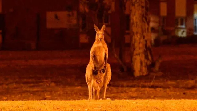 El canguro es una de las especies afectadas por los incendios en Australia. Foto: Difusión