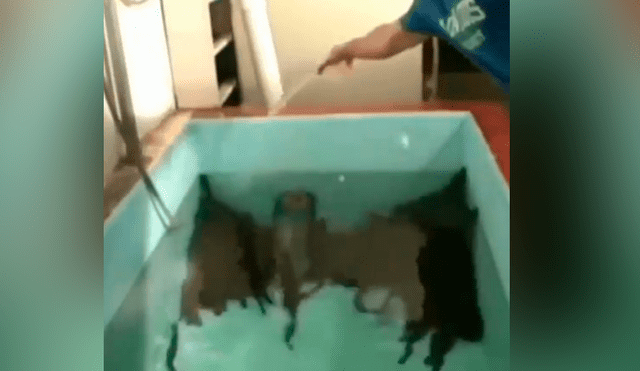 YouTube viral: arroja sal a pozo de agua y cientos de misteriosas ‘criaturas’ emergen de las profundidades