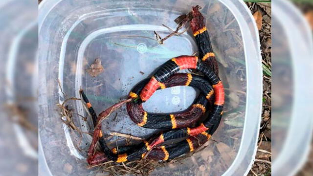 Pitbull muere luchando contra una serpiente venenosa para salvar la vida de dos niños. Foto: difusión
