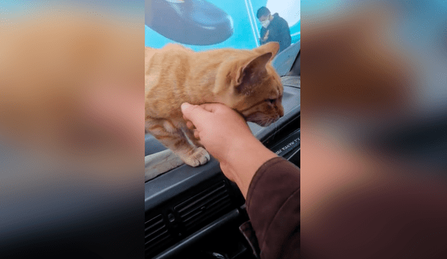 Desliza las imágenes hacia la izquierda para conocer la tierna acción de un hombre con un gato callejero. Fotocaptura: YouTube.