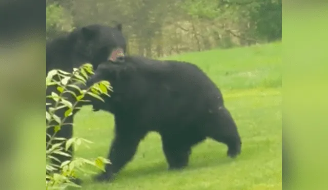YouTube viral: Escucha misteriosos sonidos en su jardín y al salir halla dos temibles criaturas peleando [VIDEO]
