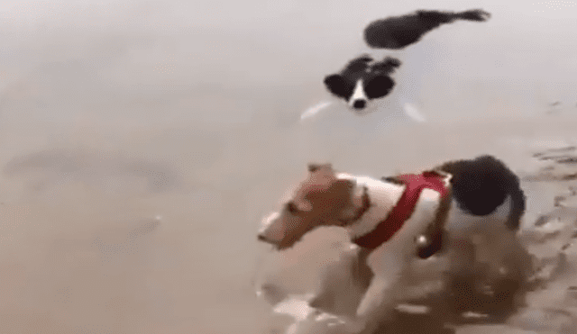 Facebook viral: encuentra su perro 'muerto ahogado' en el río, pero descubre la verdad [VIDEO]