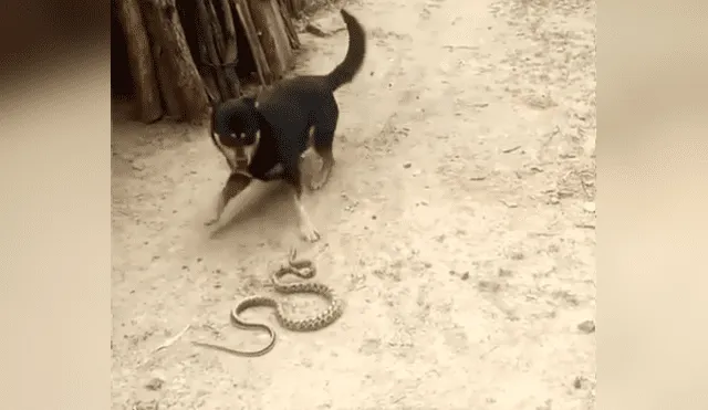 YouTube viral: Perro encuentra a peligrosa serpiente asesina y hace esto para salvar la vida de su amo 