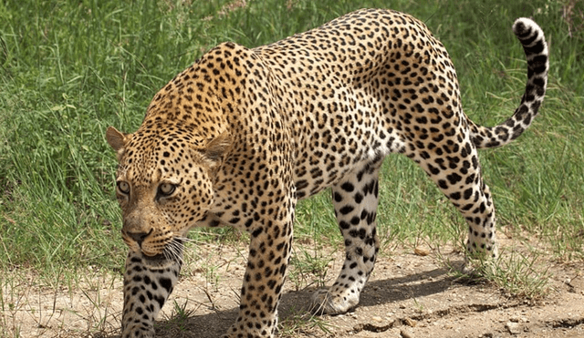YouTube viral: feroz leopardo aparece para atacar a su domador y tigre lo evita enfrentándolo [VIDEO]