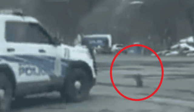 Facebook: Un mapache fue atropellado por un patrullero y dos autos