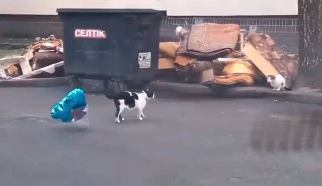 Desliza las imágenes para ver el tierno gesto de un gato callejero al atrapar un globo desinflado para una felina. Foto: Captura de TikTok